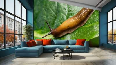 A slug crawling on a leaf, little slimy animal  Wall mural