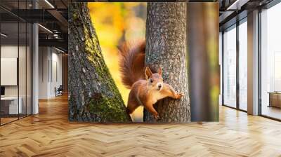 A squirrel climbing on the tree in the forest Wall mural