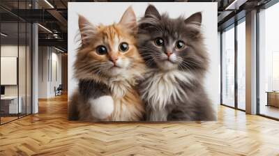 Photo of two adorable kittens with thick, fluffy fur. Wall mural