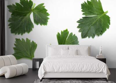 celery leaf isolated on white background. top view Wall mural