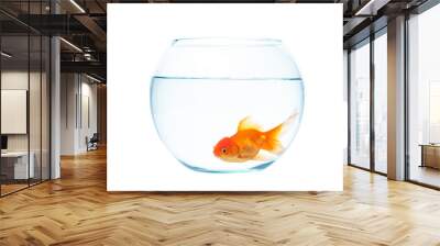 Gold fish with fishbowl on the white background Wall mural