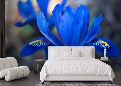 irises growing in natural conditions. background. Wall mural