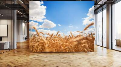 Yellow wheat field on the blue sky and white clouds background. Countryside view. Freedom and carefree concept. Nature beauty, blue cloudy sky and colorful field with golden wheat. Wall mural