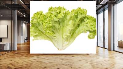 Frizzy light green salads on white background. Wall mural