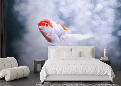 Goldfish oranda carp swimming underwater in fresh aquarium Wall mural