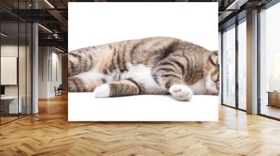 Beautiful grey cat isolated on a white Wall mural