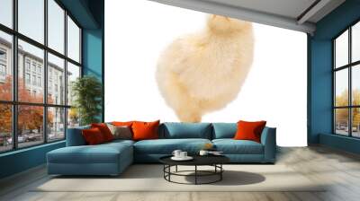 Little chick isolated on white background Wall mural