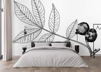 Branch of Plant Carya glabra (Pignut hickory) Wall mural