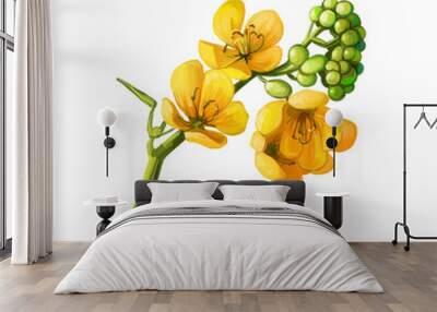 Senna or sennas, yellow flowering plants in legume family. Digital art illustration of yellow flowers blooming buds. Senna alexandrina ornamental plant. Senna artemisioides, silver feathery cassia. Wall mural