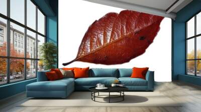 Leaves in different colors on a white background. Wall mural