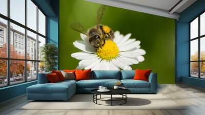 bee on flower 2 Wall mural