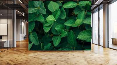 macro photo of green juicy soybean leaves in summer field Wall mural