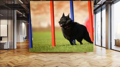 Dog is running slalom on his agility training on agility summer camp czech agility slalom.	
 Wall mural