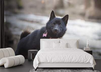 Young female of schipperke is sitting on trunk near to the water. She has so nice face. She is so patient model. Wall mural