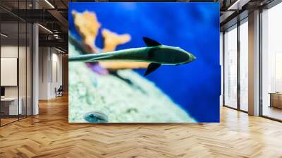 Small fish against aquarium glass Wall mural