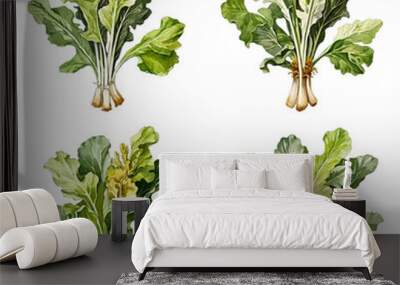 Set of watercolor chinese kale illustration on transparent background Wall mural