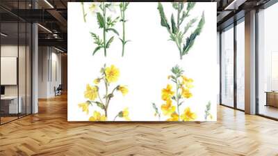 Watercolor Verbascum flower on transparent background Wall mural