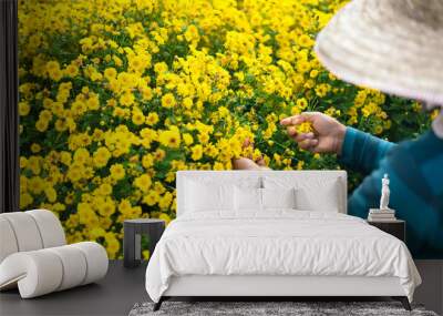 Blooming of organic yellow chrysanthemum. Wall mural