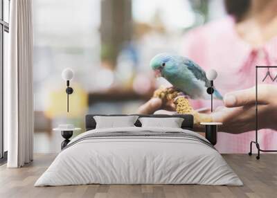 Blue tiny parrot bird playing friendly with adult woman at home. Wall mural