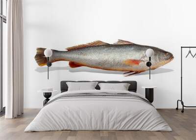 Golden Croaker With Shadow (CORVINA) Wall mural