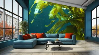 Light rays filter through a Giant Kelp forest. Macrocystis pyrifera. Diving, Aquarium and Marine concept. Underwater close up of swaying Seaweed leaves. Sunlight pierces vibrant exotic Ocean plants Wall mural