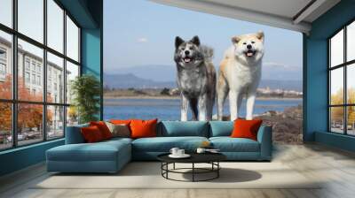 couple d' akita inu en bord de mer Wall mural