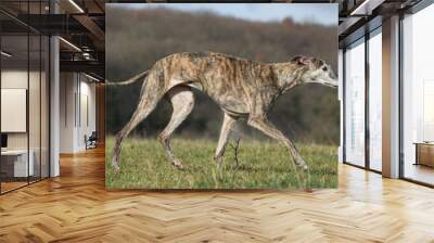 démarche du galgo de profil Wall mural