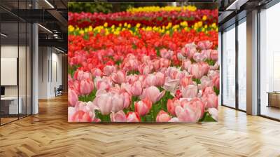 Colorful tulip flowers are blooming  at tulip field at Yokohama, Kanagawa, Japan. March and April in Spring. Wall mural