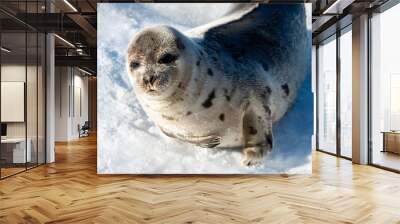 Harp seal laying on a fresh blanket of snow. The wild animal has a light grey coat with dark spots.  It has dark eyes, long whiskers, claws and flippers with a big pregnant belly.   Wall mural