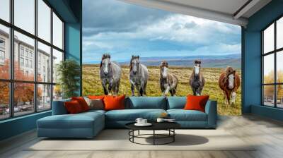 Wild horses group walking straight toward the camera on a line in a grass mountain slope with a grey stormy sky Wall mural