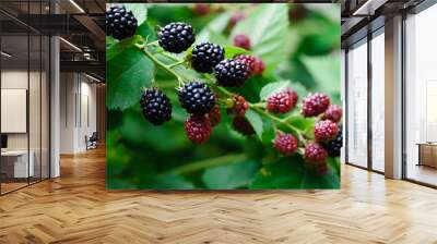 blackberries ripening and mature in a garden Wall mural