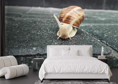 Snail crawling on road, background and foreground are blurred. Wall mural