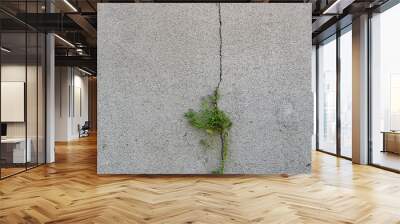 cracked concrete surface with a green plant growing in between like a symbold of the power of the nature Wall mural