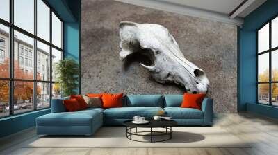 real skull of a dog, a wolf or a canid, broken head part of a skeleton with a rough background - wallpaper picture Wall mural