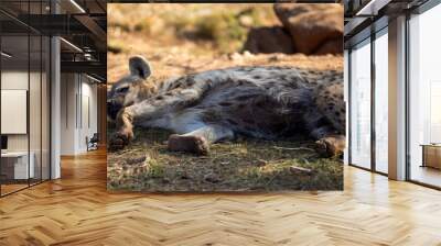 Hyena sleeping on a rock in the African savannah of South Africa, these are carnivorous animals that live in community and harmony in African wildlife and are large predators and carnivores. Wall mural