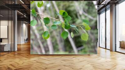 the green leaves of quaking aspen (populus tremuloides) in the willow family (salicaceae) Wall mural