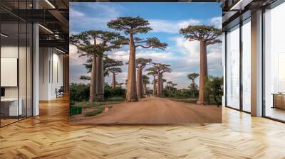 Baobabs Wall mural