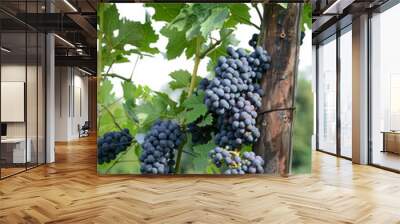 belles grappes de raisins sur la vigne Wall mural