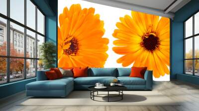 Beautiful blooming yellow marigold flowers isolated on a white background. Calendula officinalis collection. Wall mural