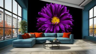 Close-up of violet aster isolated on black background Wall mural