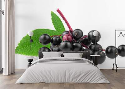 European elderberry isolated on a white background. Elderberry leaves and fresh black berries of Sambucus. Wall mural