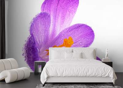 Fresh spring flower - crocus flower in water drops isolated on a white background. Wall mural