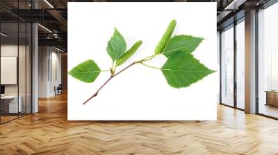 Green birch buds and leaves isolated on white background Wall mural