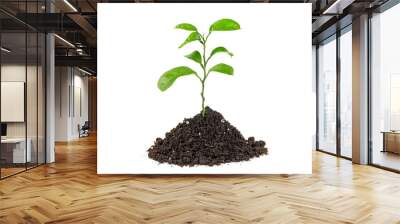 Green sprout growing out from soil isolated, white background. Wall mural