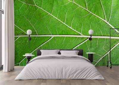 pattern of growing leaf surface, can use as background Wall mural