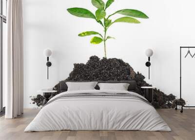 Small plant of citrus fruit in a mound of dirt on a white background Wall mural