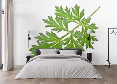 Sprig of medicinal wormwood on a white background. Sagebrush sprig. Wall mural