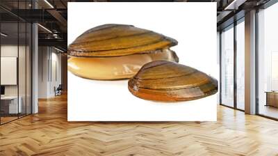 Swan mussels on a white background, large species of freshwater mussel. Wall mural