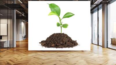 Young plant of pomelo in soil humus on a white background Wall mural