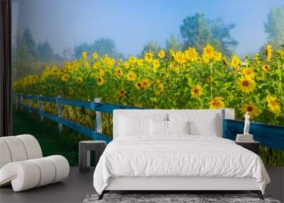 Sunflowers during an early morning fog. Wall mural